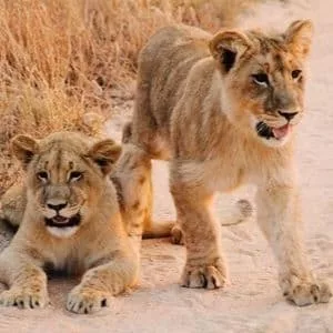 voyage safari de luxe lions voyage au Zimbabwe
