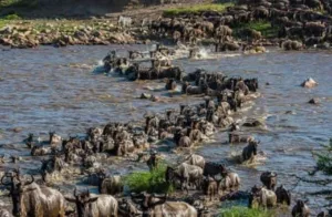 Tanzanie migration des animaux Serengeti