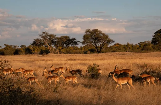 antilopes voyage en Afrique Lune de miel en juin