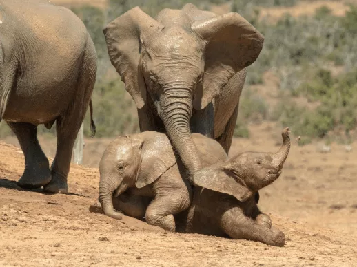 Voyage de noces Afrique atypique éléphants avis voyage surprise Afrique élephants Tanzanie