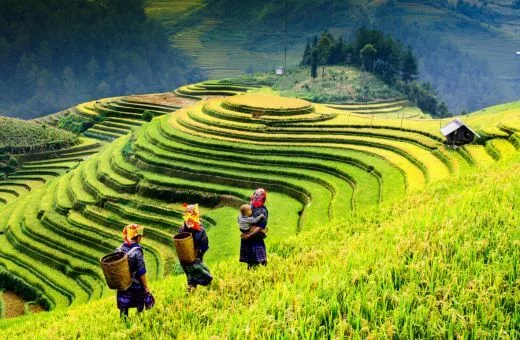 Panorama voyage de noces en avril vietnam rizières