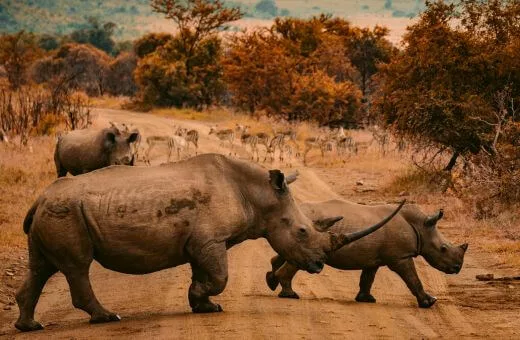 Unsplash voyage Afrique du Sud Rhinocéros safari