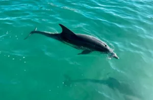 Dauphin voyage en famille en avril à l'île Maurice