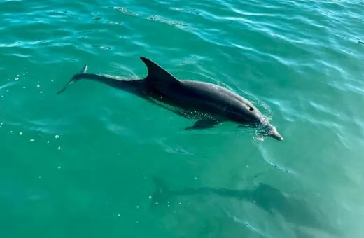 Dauphin voyage en famille en avril à l'île Maurice